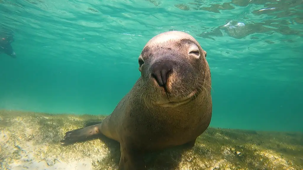 Swim with Sea Lions