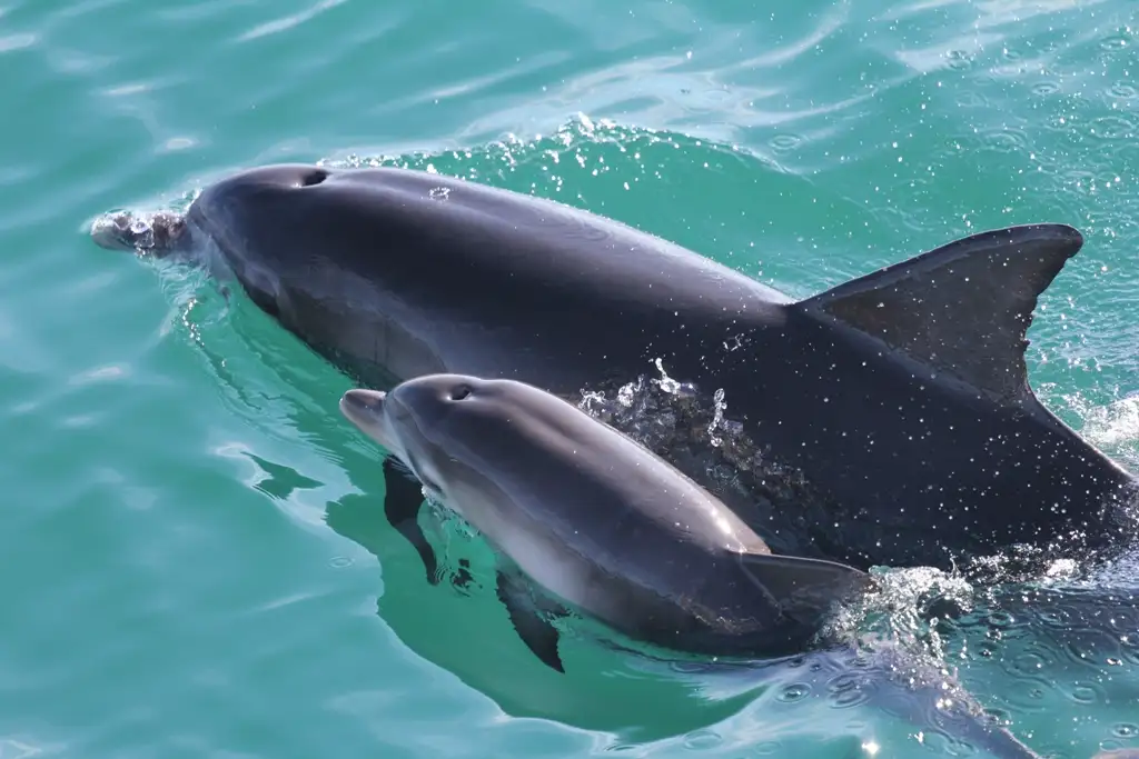 Jervis Bay Dolphin Cruise