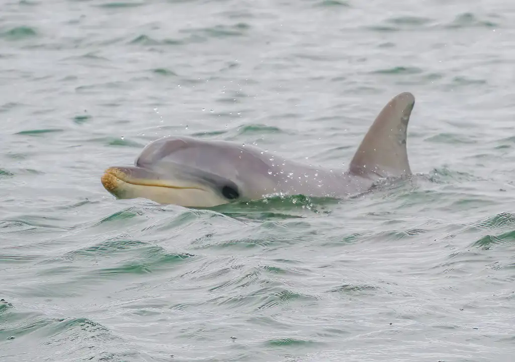 Port River Dolphin Cruise