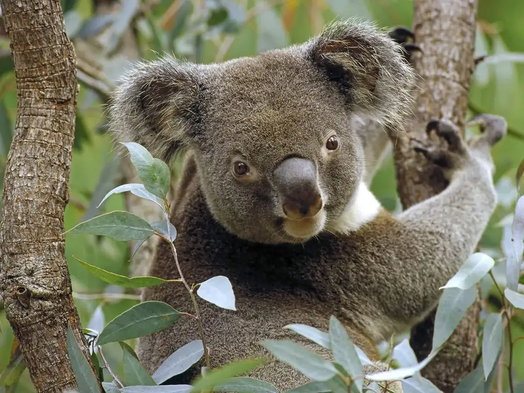 North Stradbroke Island | Day in Paradise Small-Group Tour