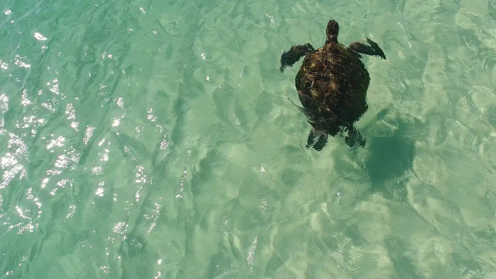 Moreton Island Day Cruise & Eco Marine Safari