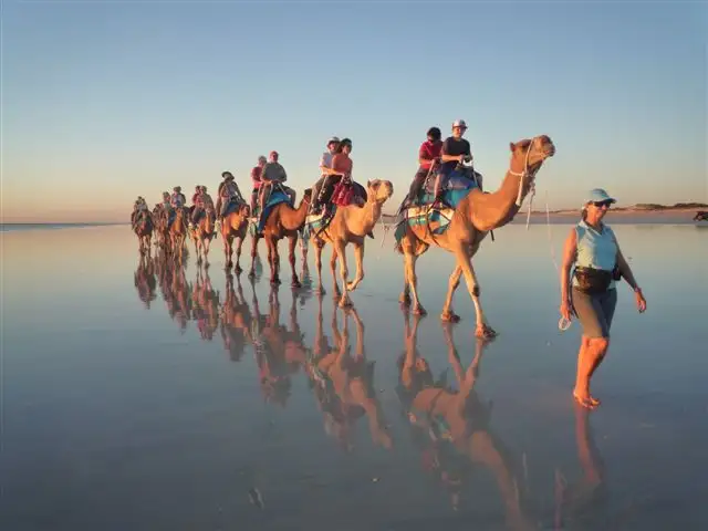 Pre-Sunset Broome Camel Tour