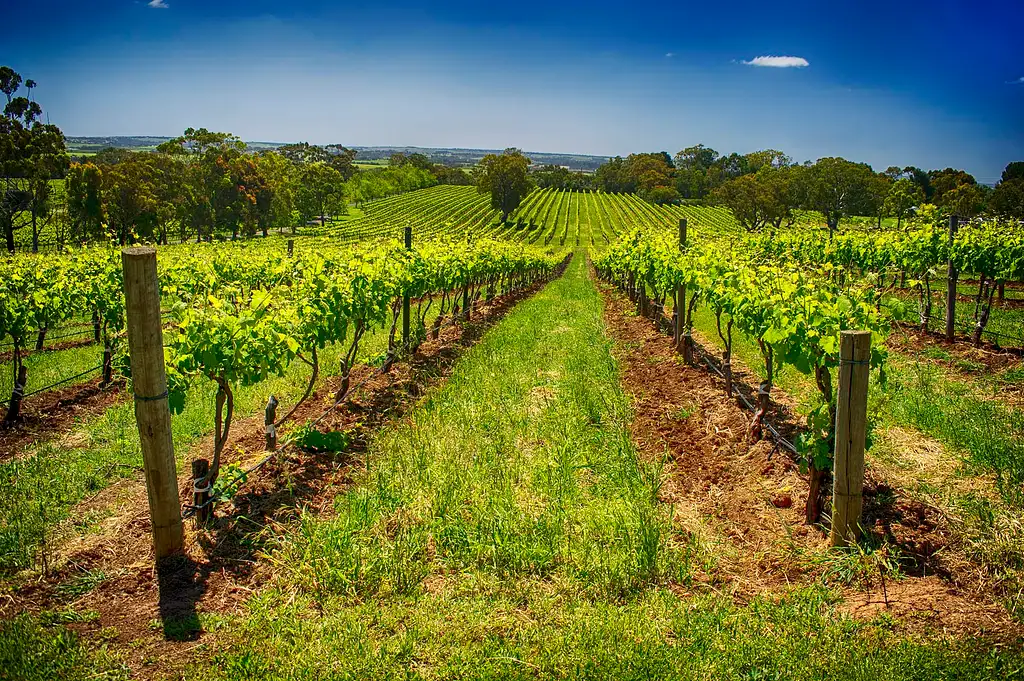 McLaren Vale Winery Experience with lunch