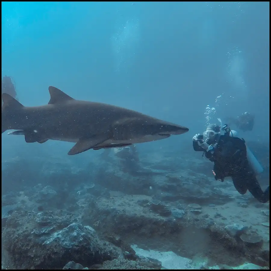 Grey Nurse Shark Reef Double Dive