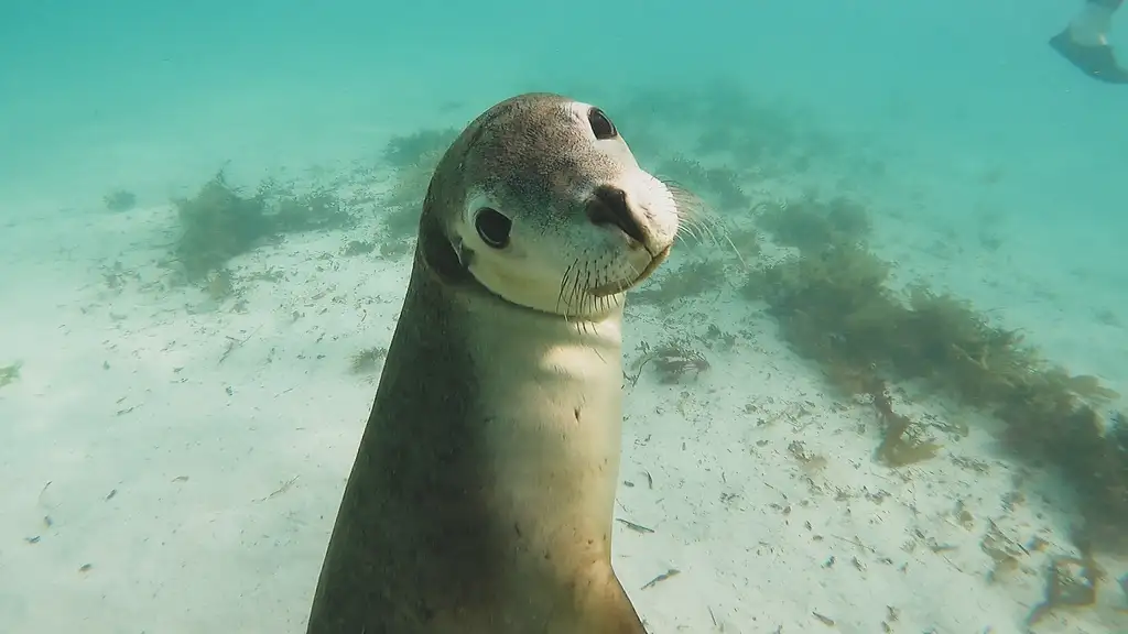 Swim with Sea Lions