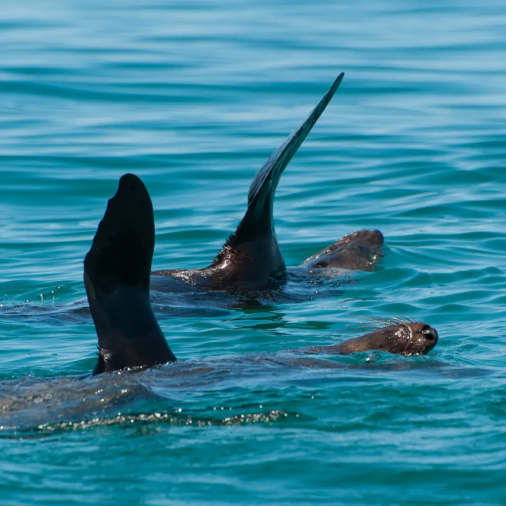 Dolphin and Seal Watching Eco Boat Tour - Mornington Peninsula