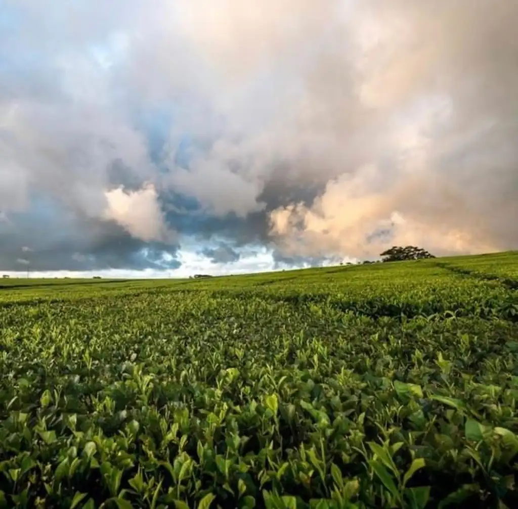 Atherton Tablelands Food and Wine Tour