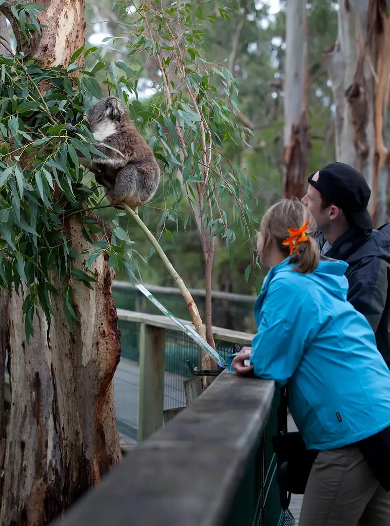 Phillip Island Penguin Parade Day Tour