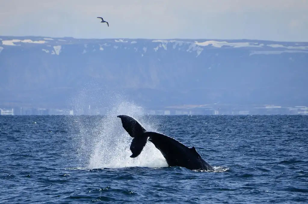 Premium Whale and Puffin Watching Tour in Reykjavík