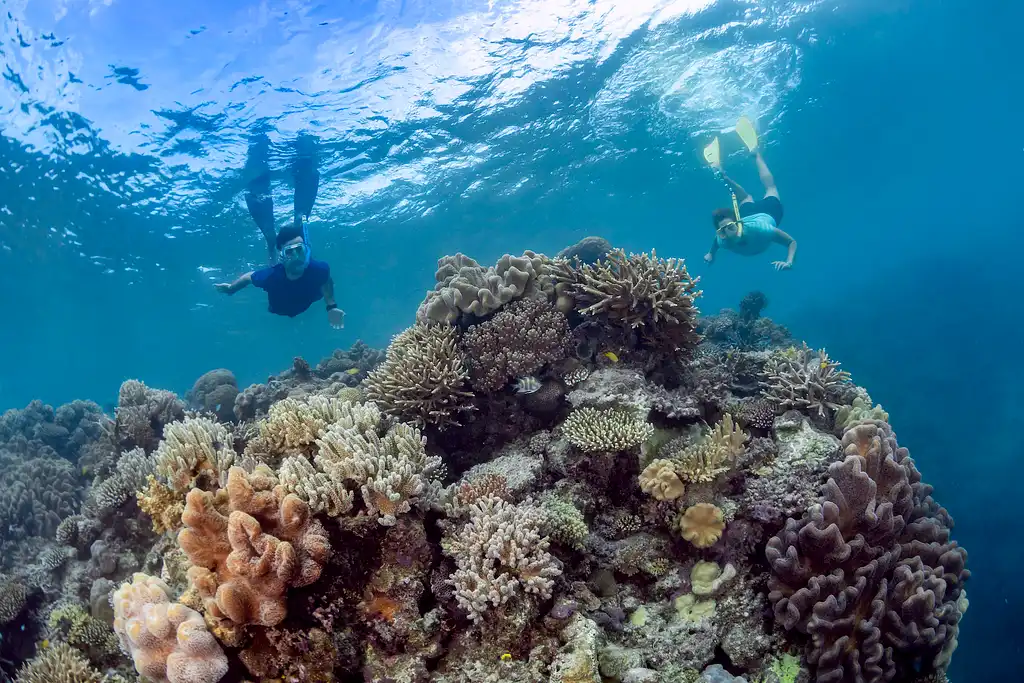 Moore Reef & Fitzroy Island - Reef & Island in a Day Tour