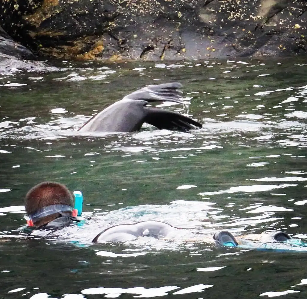 Kangaroo Island Ocean Safari - Snorkelling Tour with Dolphins and Seals