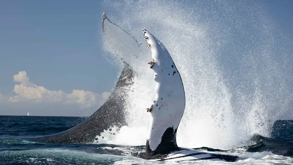 Whale Watching Tour Byron Bay