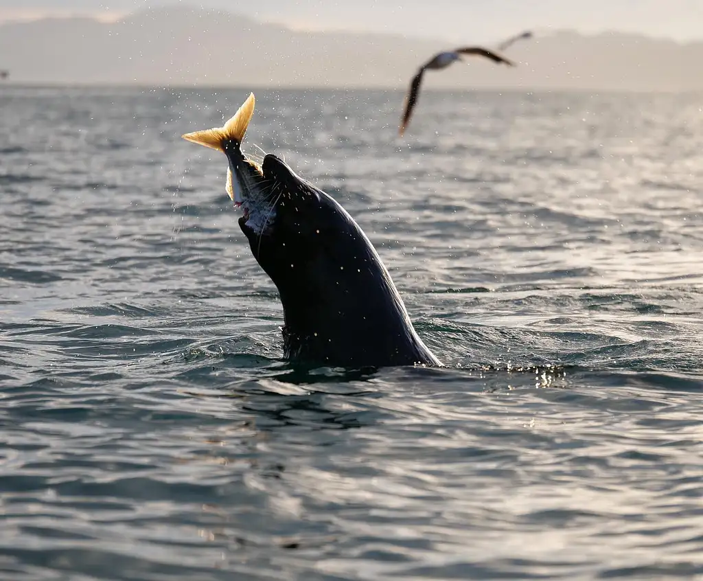 Sunset Kayak Tour Kaikoura