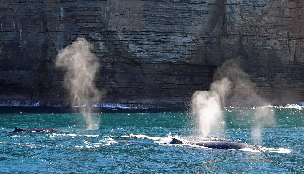 Jervis Bay Whale Watching Tour