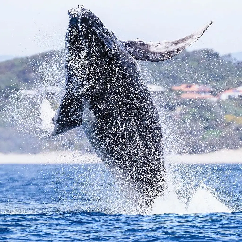 Noosa Whale Watching