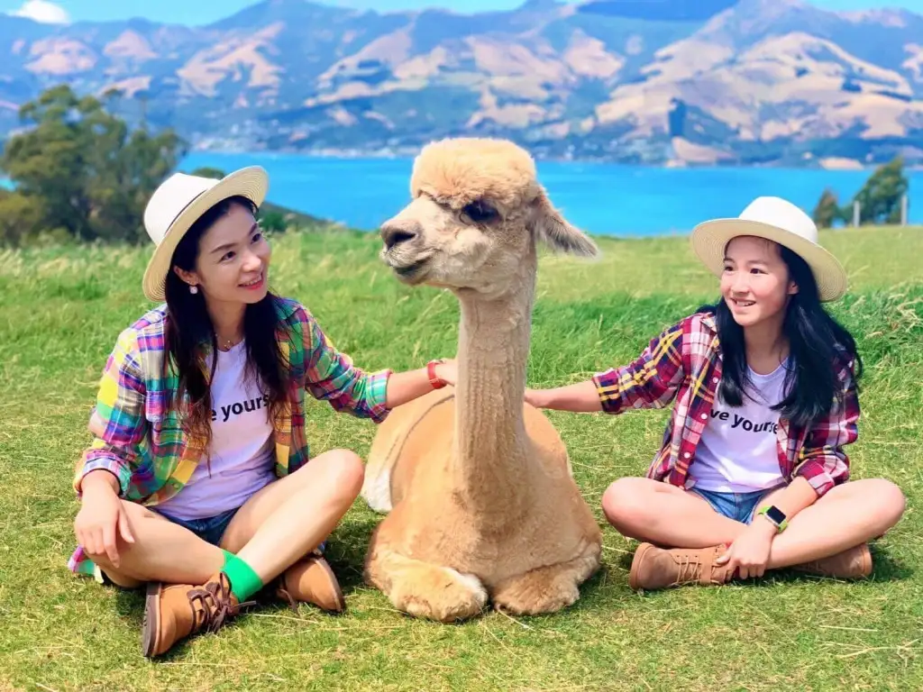 Shamarra Alpaca Farm Tour Akaroa | New Zealand