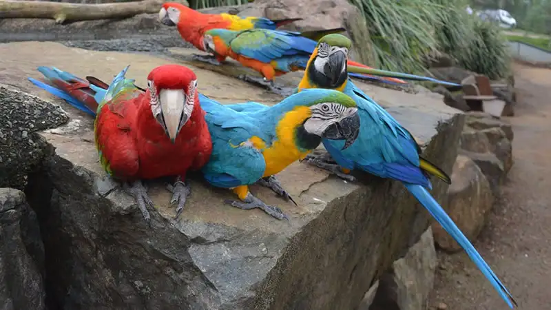 Maleny Botanic Gardens & Bird World Entry