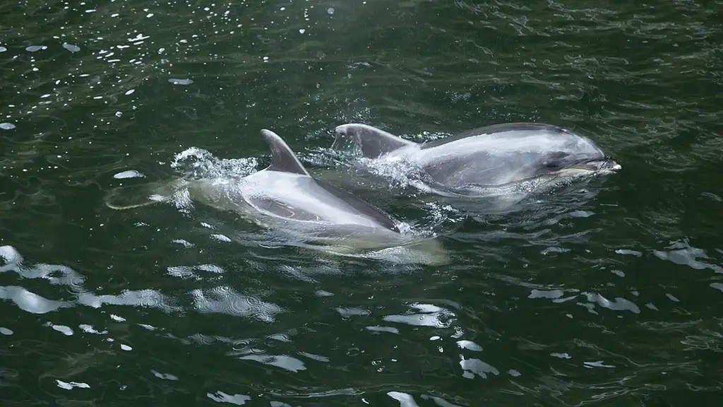 Premium Milford Sound Small-Group Tour, Cruise & Picnic Lunch from Queenstown