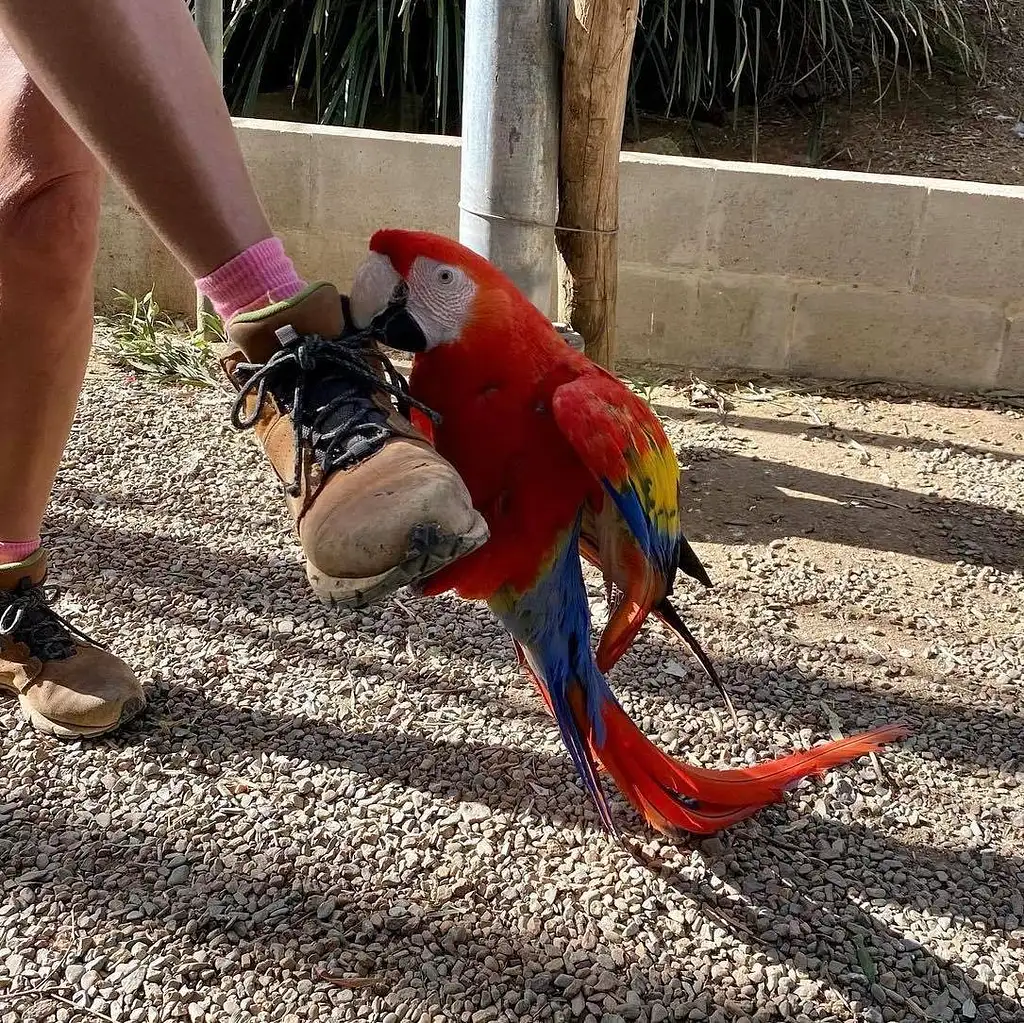 Maleny Botanic Gardens & Bird World Entry