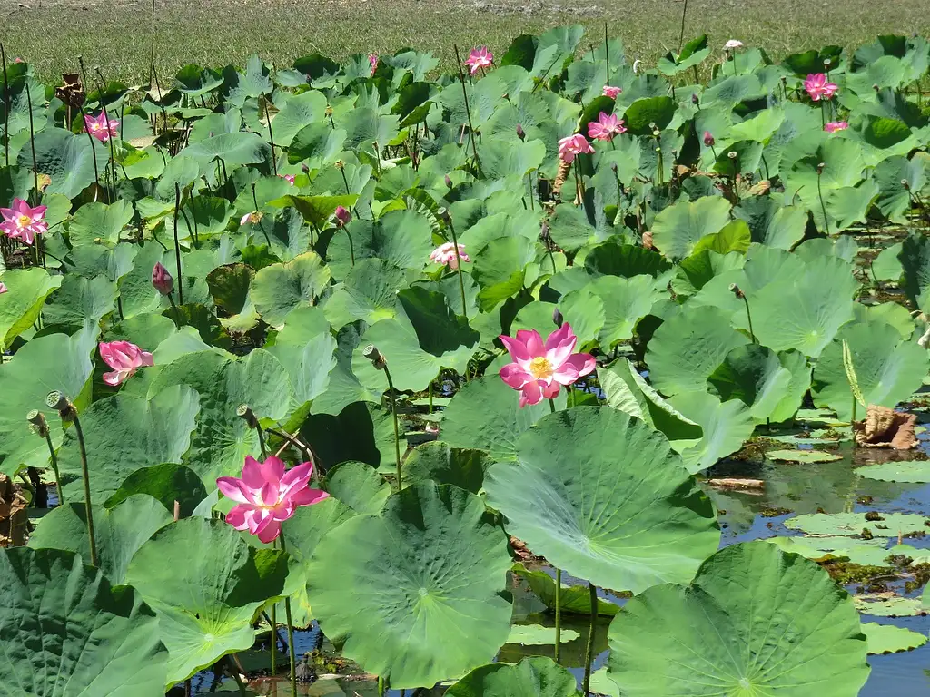 Darwin To Kakadu Day Trip By Air Including Yellow Water Cruise