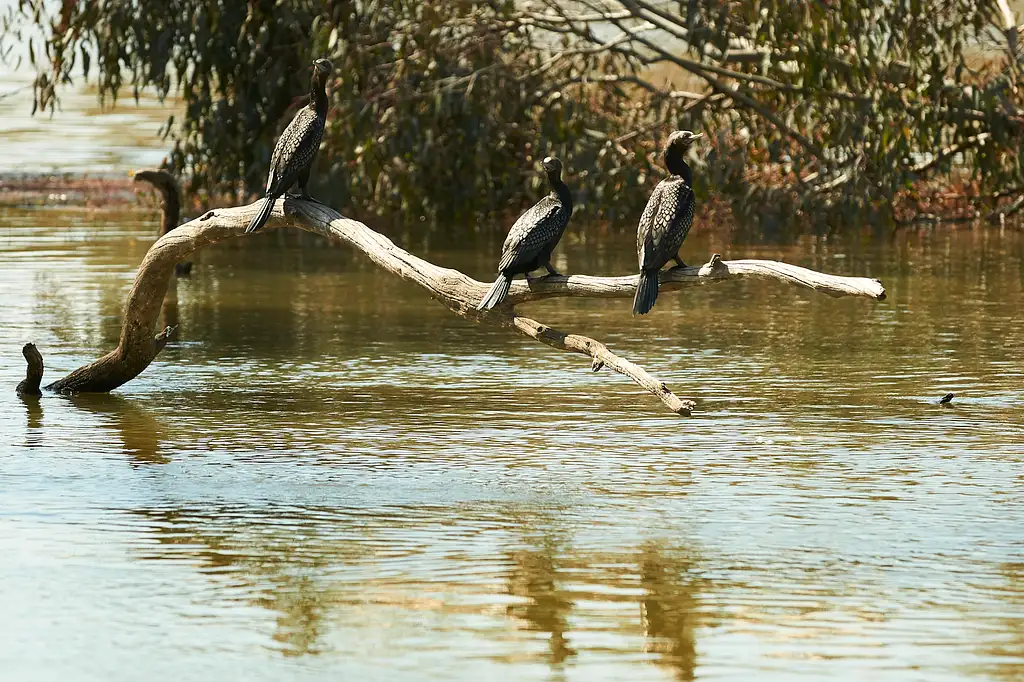 3 Night Murray River Discovery Cruise