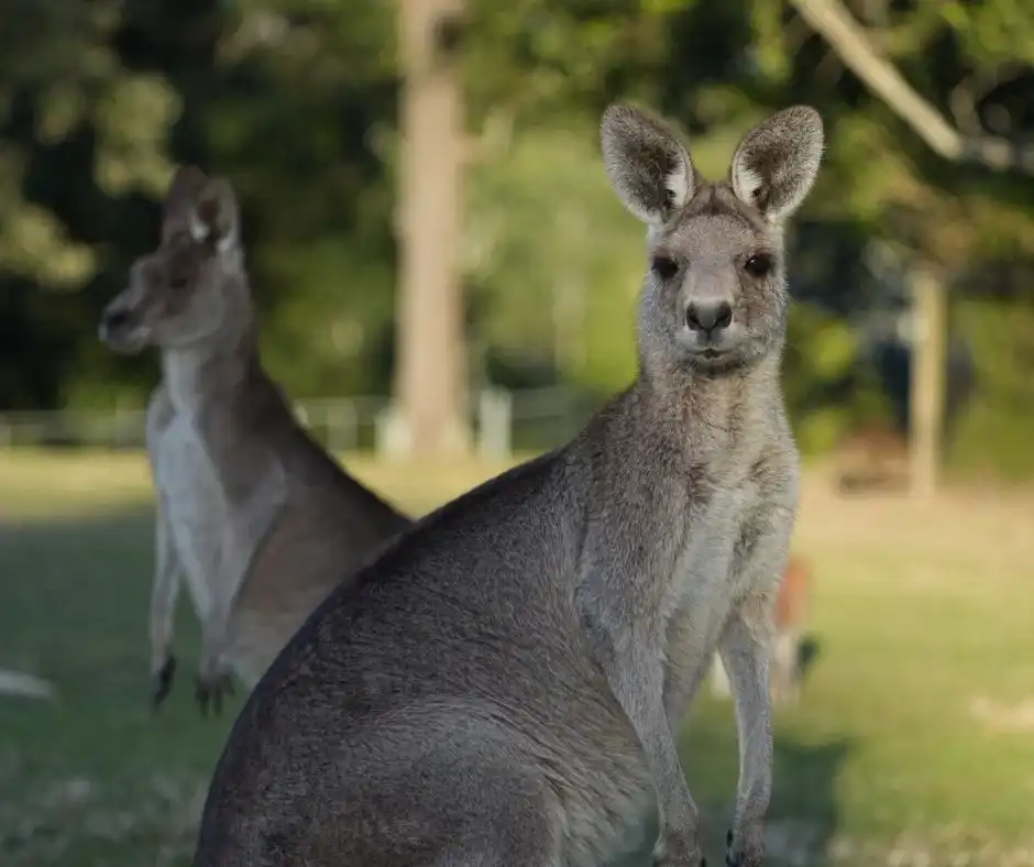 Lone Pine Koala Sanctuary Entry with Brisbane River Cruise