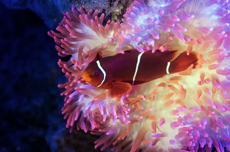 Cairns Aquarium By Twilight Tour