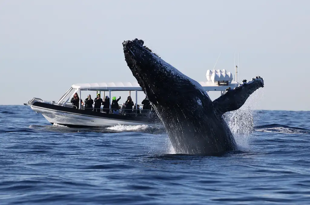 Whale Watching on vessel OSPREY - Circular Quay