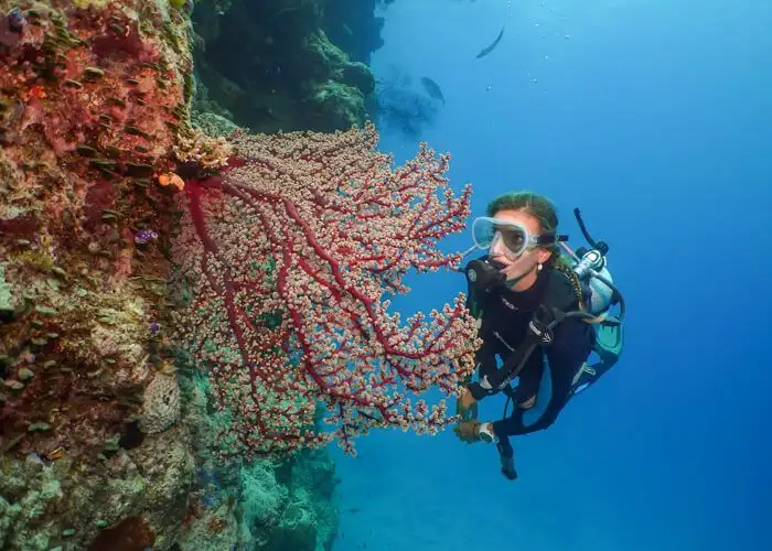 Silversonic Great Barrier Reef Certified Diving from Port Douglas