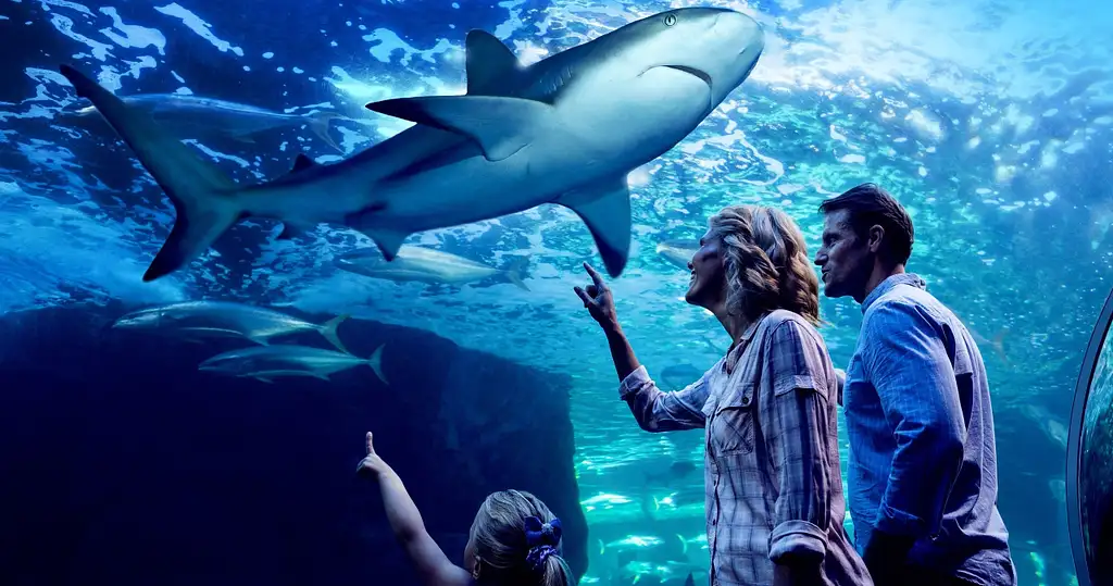 Cairns Aquarium by Twilight – Dine with the Sharks