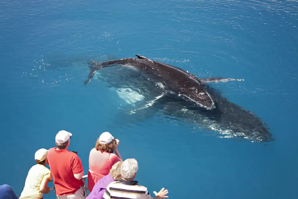 K'gari (Fraser) Island Whale Watching Encounter - Departing Hervey Bay