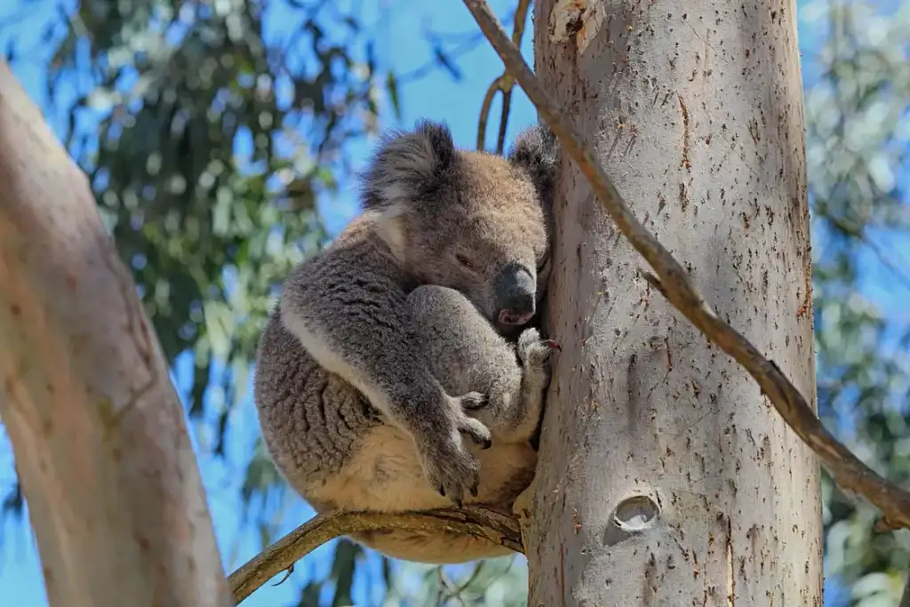 Great Ocean Road and Wildlife Full Day Small Group Tour