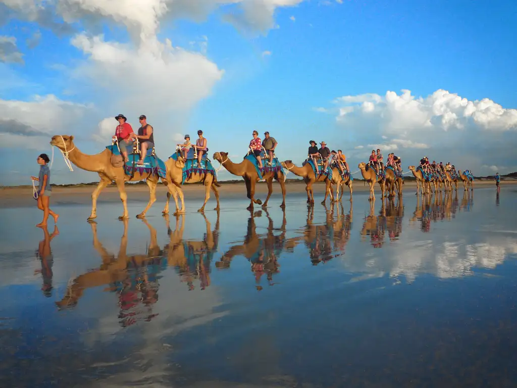 Pre-Sunset Broome Camel Tour