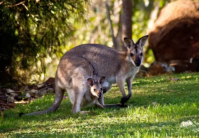 Roos, Blues & Views – Blue Mountains Tour with Scenic World