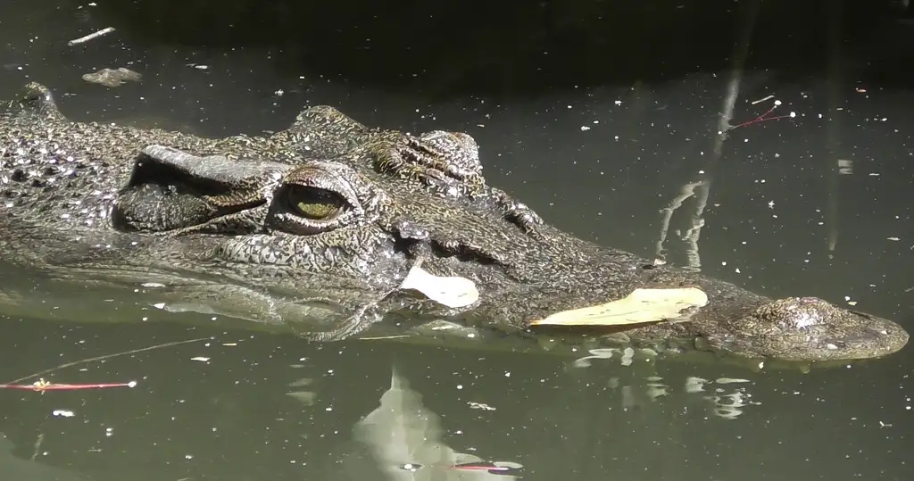 Bruce Belcher's 1 Hour Daintree River Cruise