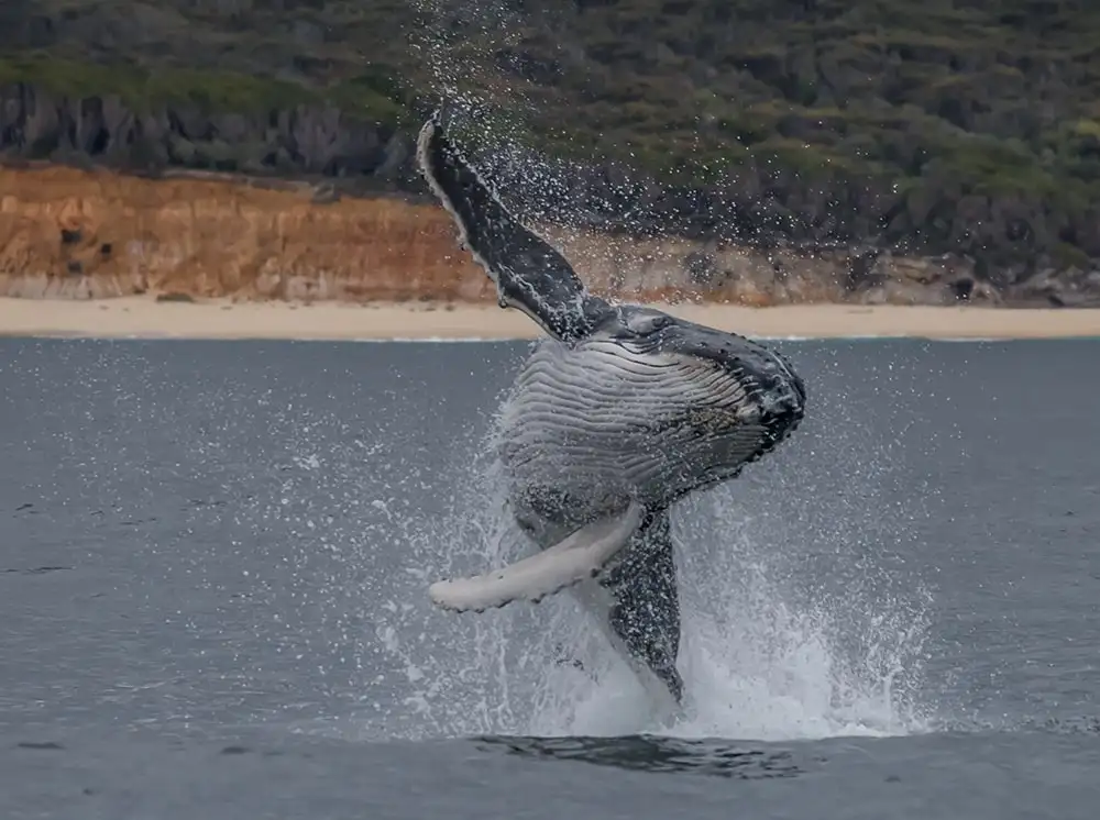 Noosa Whale Watch