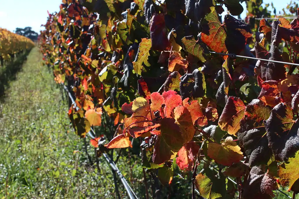 Wairarapa Wine Tasting & Martinborough Day Tour