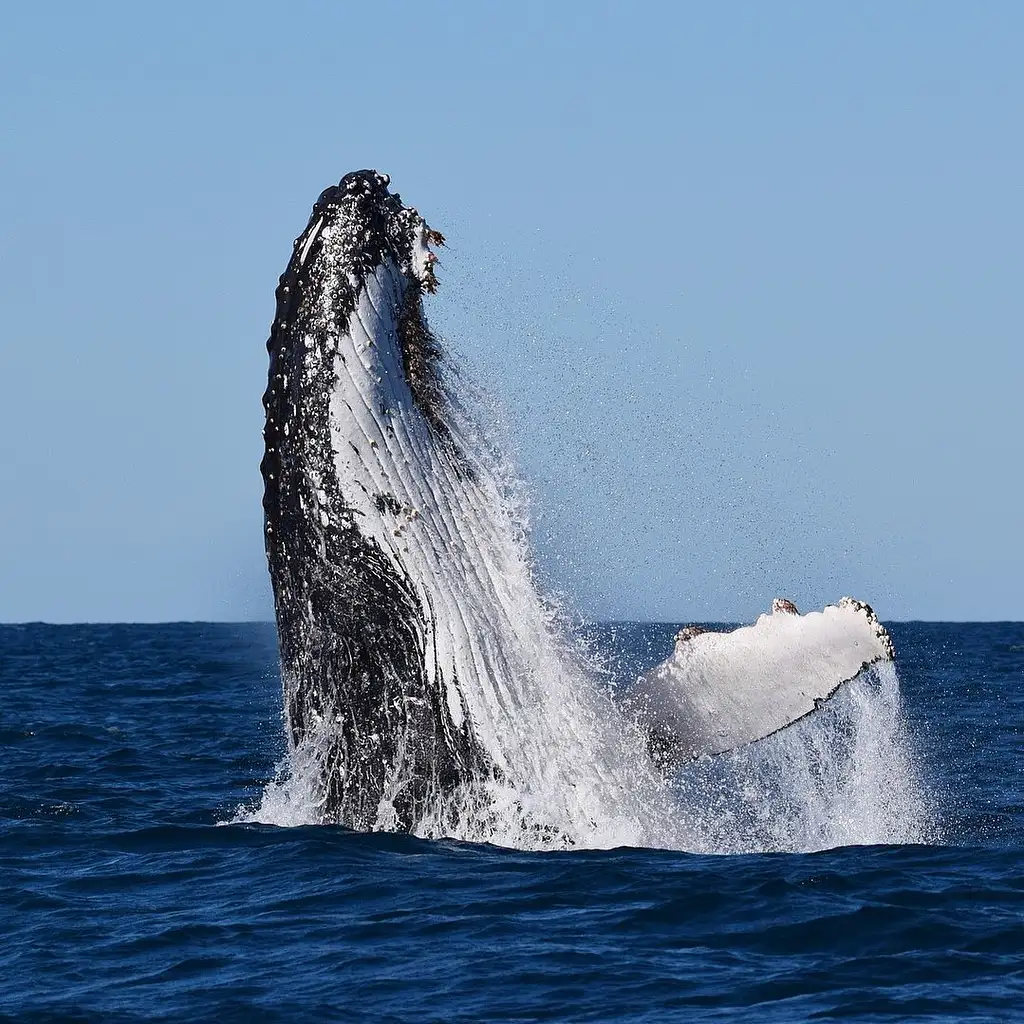 Sydney Whale Watching | Manly Wharf Departure