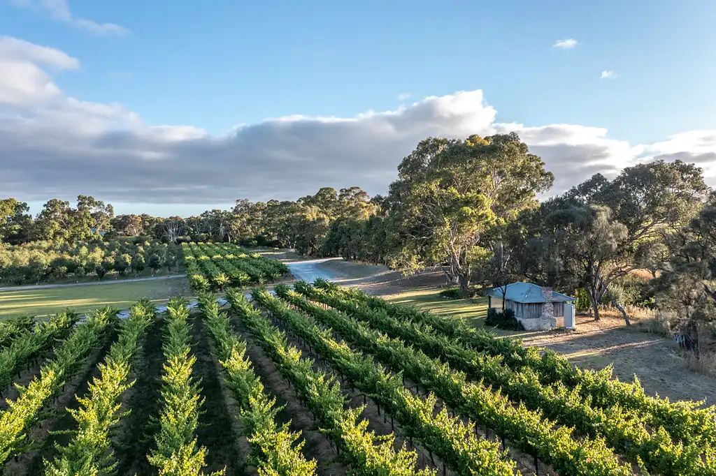 McLaren Vale Winery: Private Picnic Experience (BYO)