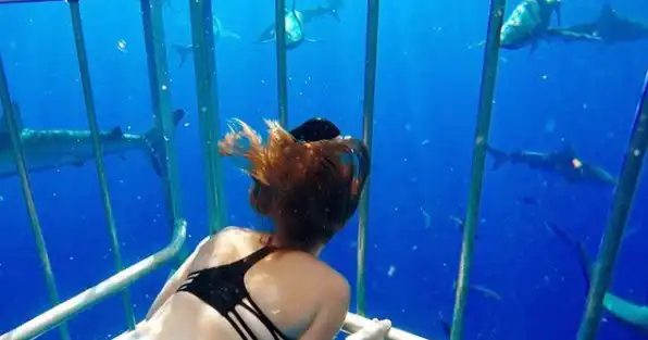 Oahu Shark Cage Diving at Haleiwa