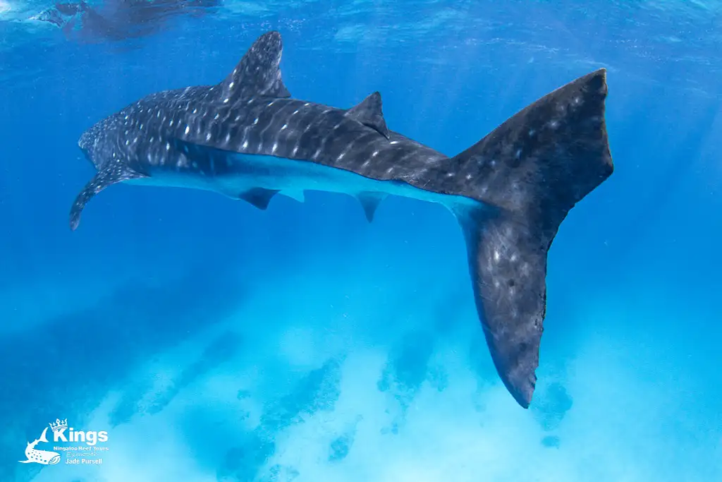 Whale Shark Snorkelling Adventure Tour (March-July) | Departing Exmouth