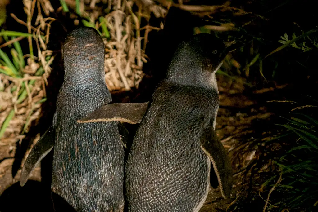 Bicheno Penguin Tour