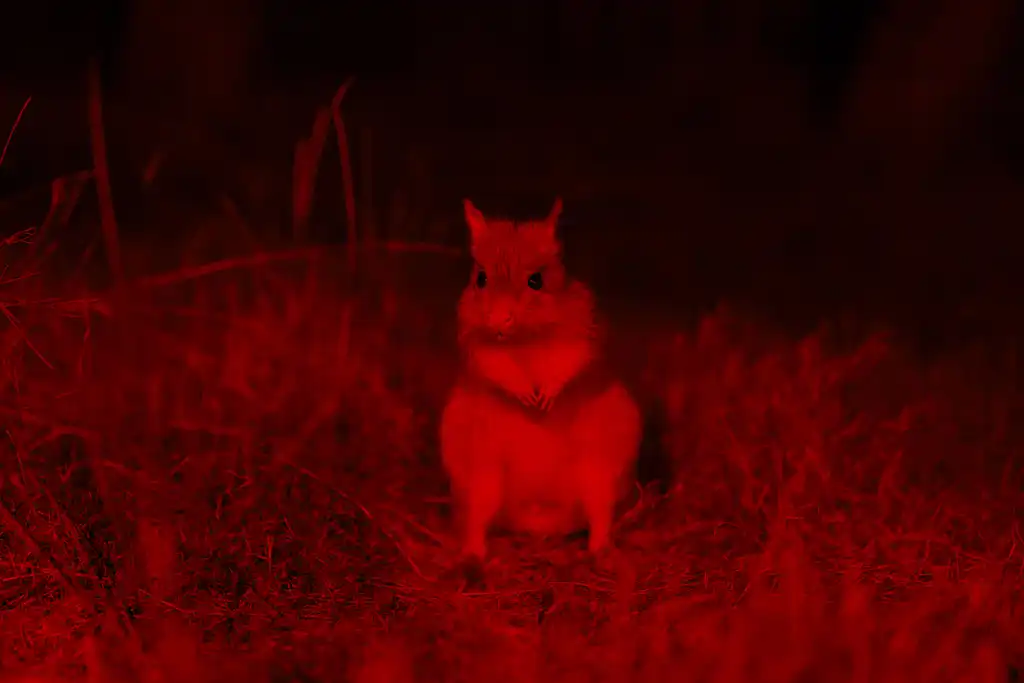 Lone Pine Koala Sanctuary Nocturnal Tour