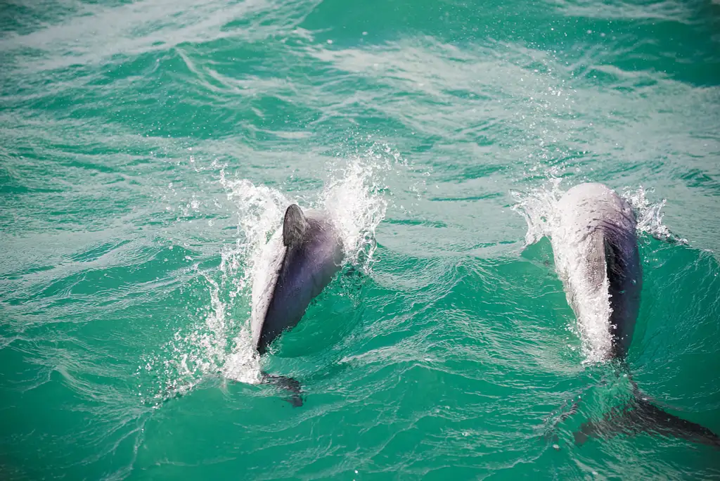 Akaroa Day Trip from Christchurch