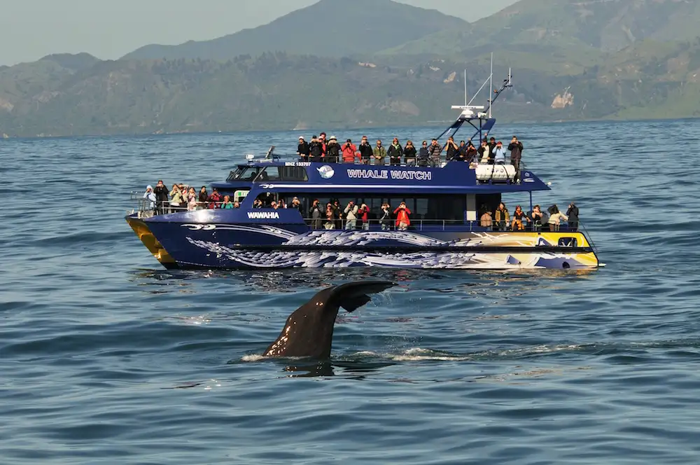 Kaikoura Whale Watching Tour