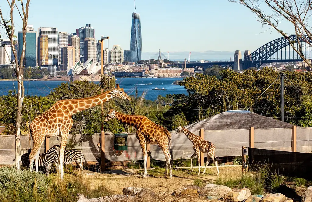 Taronga Zoo + 24- or 48-hour Sydney Harbour Hopper Combo Pass