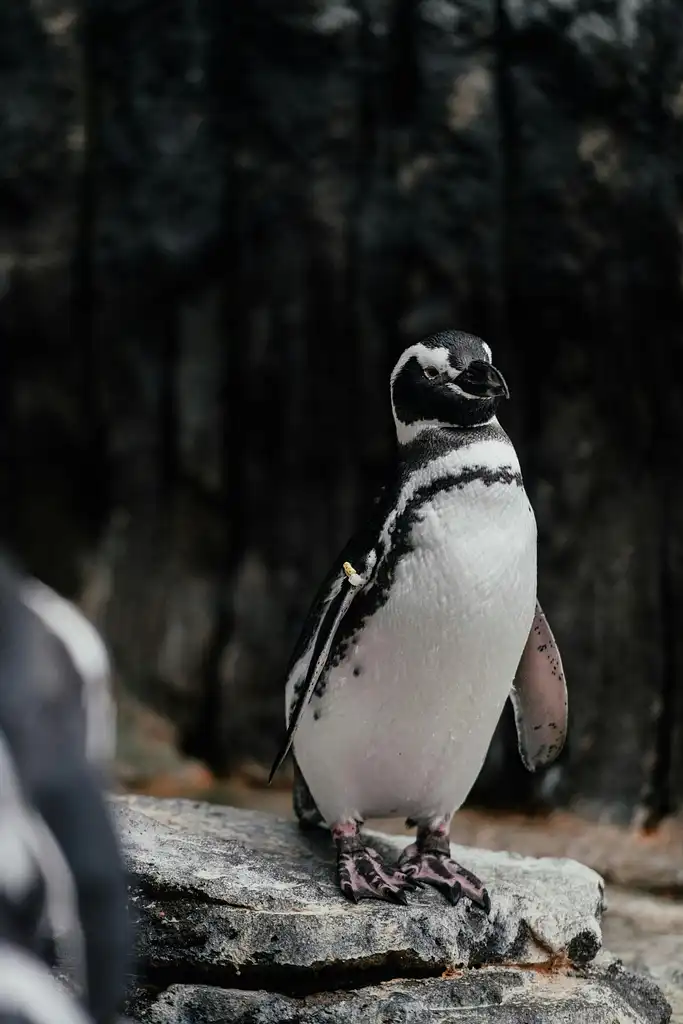 Nat Geo Day Tour: Oceanario Odyssey, A Behind-the-Scenes Experience