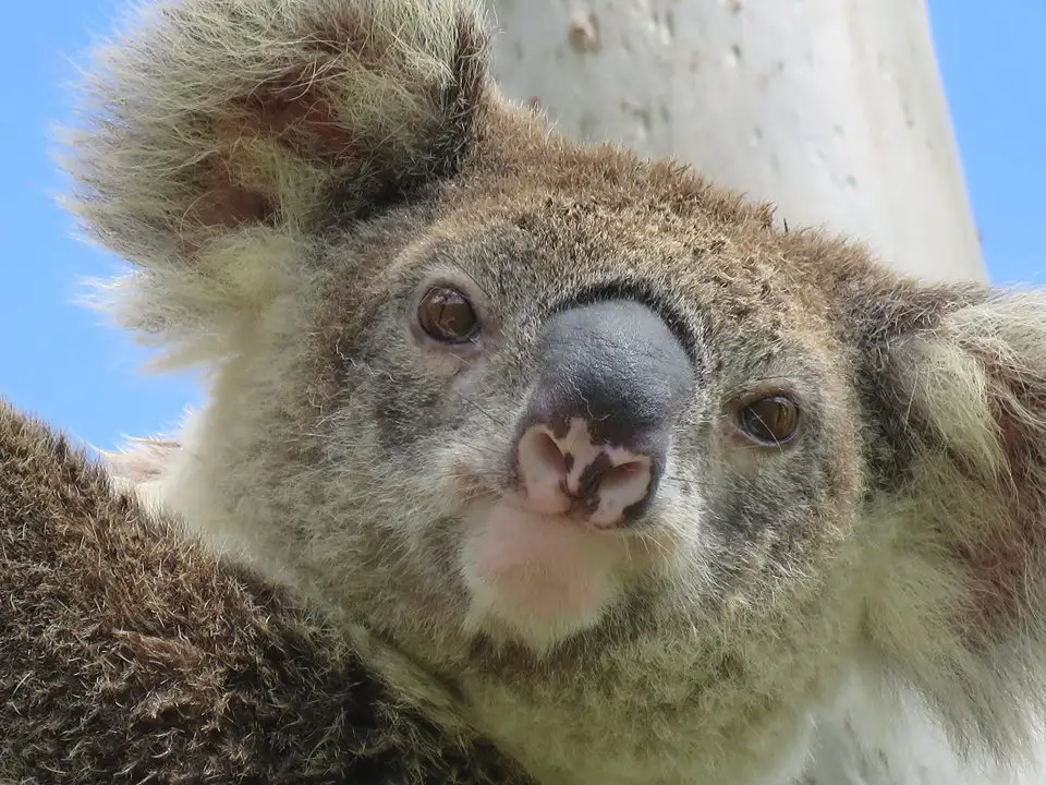 Byron Bay Wildlife Safari