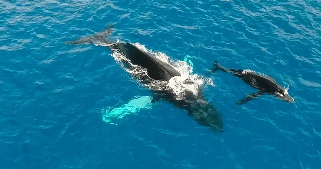 Wild Humpback Whales Tour with Flower Ceremony | Oahu