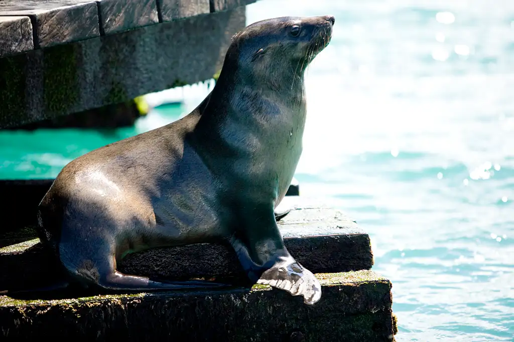 Port Phillip Bay Wildlife Adventure Cruise